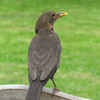 Female blackbird