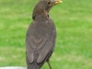 Female blackbird