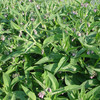 Comfrey