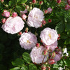 Rose Blush Noisette