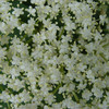 Elderflower