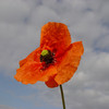 Poppy