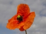 Poppy