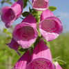 Foxglove