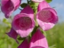 Foxglove