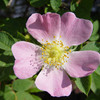 Dog Rose