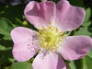 Dog Rose