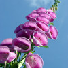 Foxglove