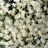 Elderflower