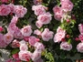 Rose Blush Noisette