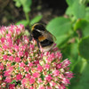 Bee on Sedum