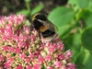 Bee on Sedum