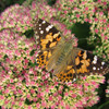 Butterfly on sedum