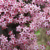 Red Elderflower