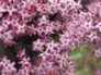 Red Elderflower