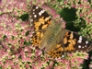 Butterfly on sedum