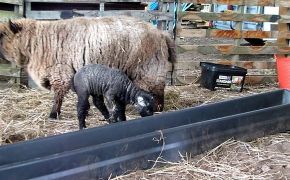 New Ryeland Lamb