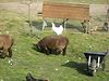 A hen riding a sheep
