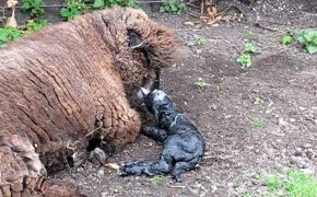 Newborn Ryeland Lamb