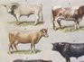 Cattle Breeds