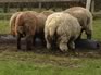 Condition scoring sheep