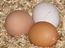 Egg production