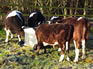 Feeding cattle