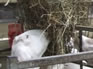 Feeding Goats