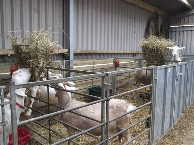 goat housing - the accidental smallholder