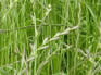 Grassland terms and definitions
