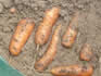 Harvesting and storing carrots