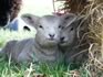 Introduction to Small-Scale Sheep Keeping Course