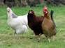 An Introduction to Poultry Keeping
