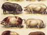 Pig Breeds