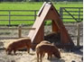 Pig Housing