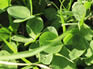 Plants in grassland