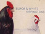 Poultry breeds