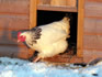 Poultry Housing