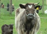 Transporting and handling cattle