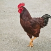 My Rhode Island Red Cockerel - "Big Red"