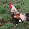 A cockerel out of a Black Marans hen crossed (accidentally) with a cock Pheasant