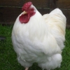 White wyandotte bantam