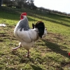 Rocky -The Light Sussex cockerel