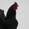 Welsh Black Rooster.