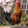 Green Legged Partridge Fowl