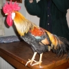 Brown English Leghorn Cockerel