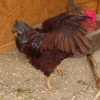 Strutting his stuff - Rocky Rhodes