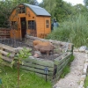 dutch barn style shed... with pigs!