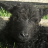 Hebridean tup lamb 2 hrs old