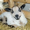 One of my daughter's badger face welsh mountain lambs.